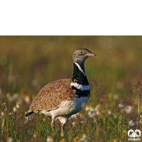 گونه زنگوله‌ بال Little Bustard